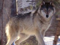 Loup de Bernard